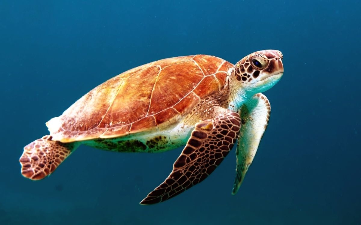 sea turtle ocean help charities from home